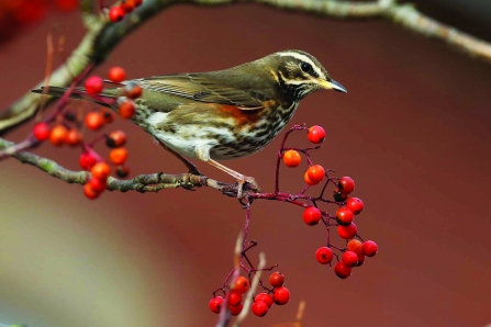redwing on a berry tree -copyright margaret holland