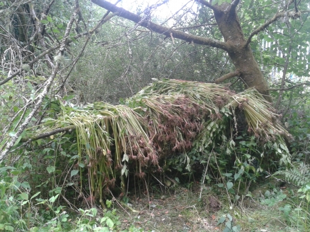 Himalayan balsam removal work at Wreay Woods