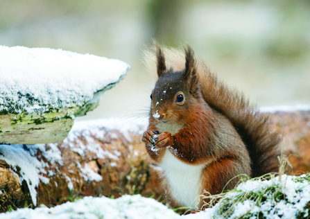 image of red squirrel - copyright patrick neaves