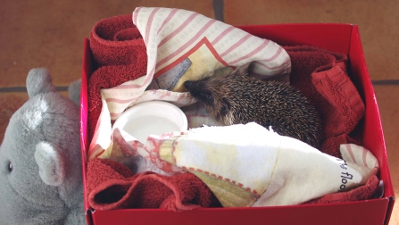 image of a hedgehog in box -copyright gillian day
