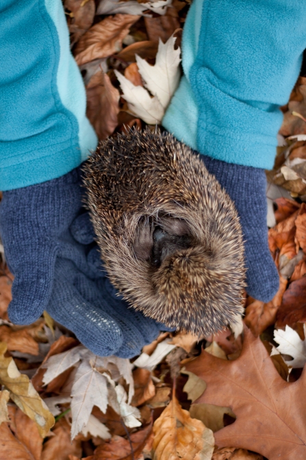 Curled up Hedgehog in the hands of a person wearing gloves in autumn -copyright Tom Marshall