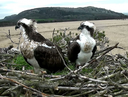 image of Ospreys blue 35 and white yw at foulshaw moss nature reserve nest