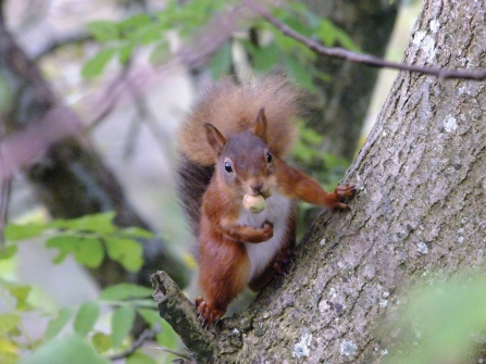 Image of red squirrel at Smardale Nature Reserve