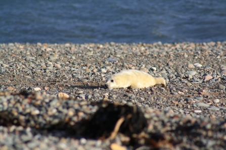 grey seal pup on shingle beach