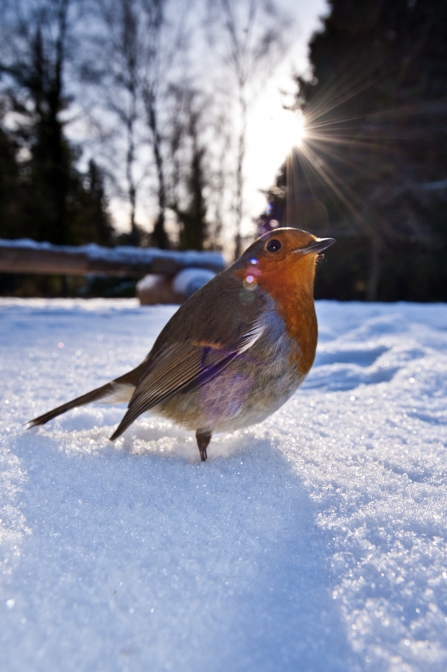 Robin in snow -COPYRIGHT Alexander Mustard 2020VISION