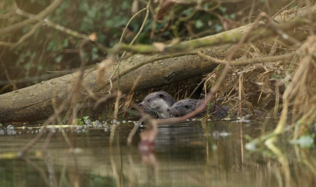Otter and otter cub in a river -copyright  Luke Massey/2020VISION