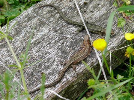 Common lizards on boardwalk with yellow flowers