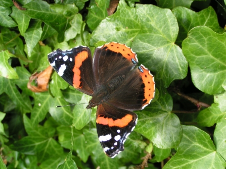 image of a Red admiral butterfly resting on ivy plant - copyright Richard Burkmar