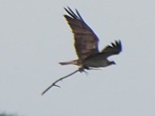 Osprey in flight carrying a stick - copyright Michael Redman