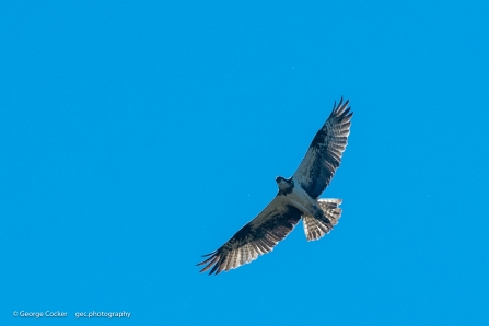 Osprey in flight against blue sky background - copyright George Cocker