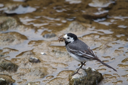 Pied wagtail collecting food for chicks - copyright Tom Hibbert