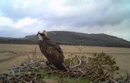 Photo of an osprey on its nest at Foulshaw