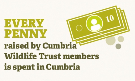 infographic - every penny raised by cumbria wildlife trust members is spent in cumbria