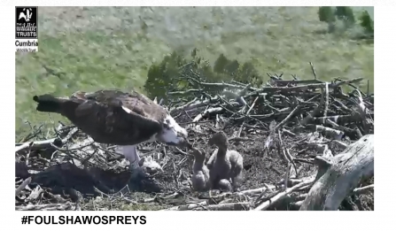 Foulshaw Ospreys adult feeds chicks in the nest 2019