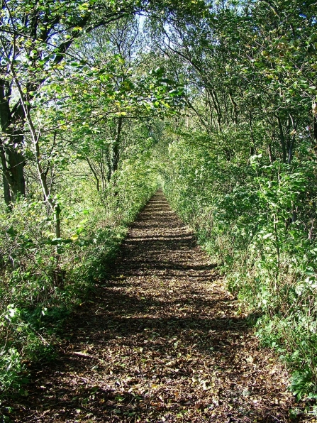 A path through Smardale Nature Reserve