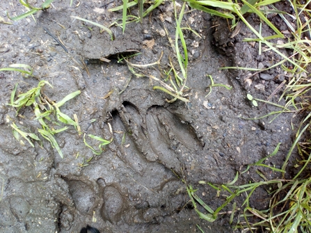 Deer footprints at Staveley Woodlands