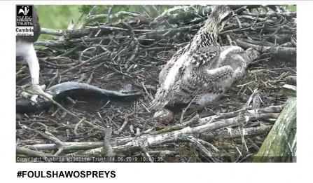 Blue 3N overpowering younger sibling Blue 2N at fish feeding time - Foulshaw Moss ospreys 2019