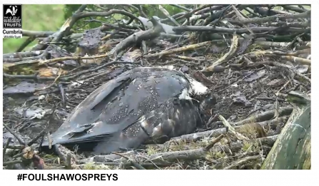 Blue 35 osprey shelters chicks  in nest in rainy weather at Foulshaw Moss
