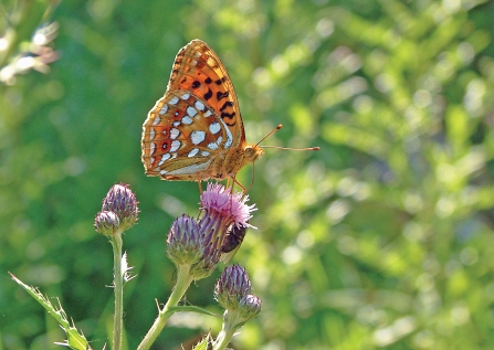 image of high brown fritillary butterfly