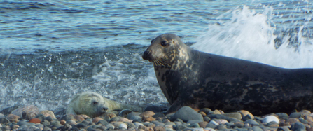 Grey Seal and pup on the shoreline of a pebble beach in Cumbria