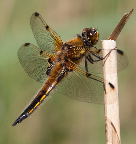 Dragonfly. Foulshaw Moss 2013