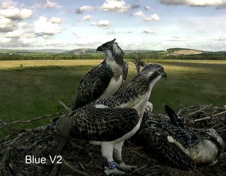 Blue V2 Osprey chick 2015 on nest