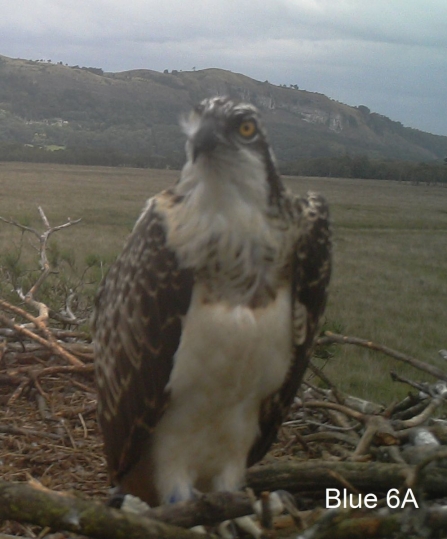 Osprey chick Blue 6A on nest 2014