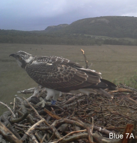 Osprey chick Blue 7A on nest 2014