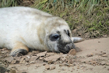Grey seal pup ©Sylwia Zbijewska