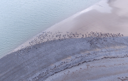 Image of seals at South Walney from drone © Cumbria Wildlife Trust