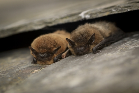 Common Pipistrelle bat ©Tom Marshall