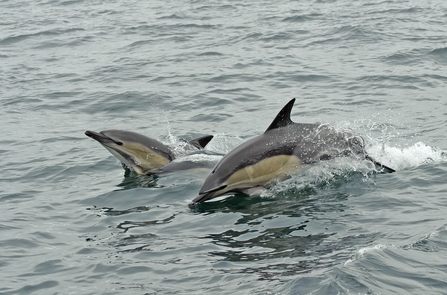Common dolphins © Chris Gommersall/2020VISION