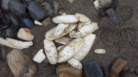 Cuttlefish bones © North Wales Wildlife Trust