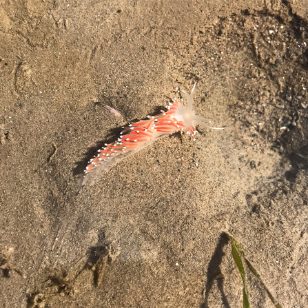 Scarlet lady sea slug © Emily Baxter