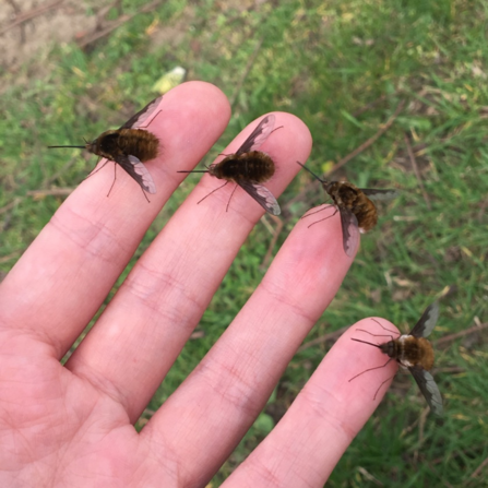 Dark-edged bee-flies resting on finger tips