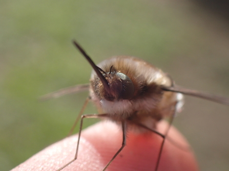 Dark-edged bee-fly close-up