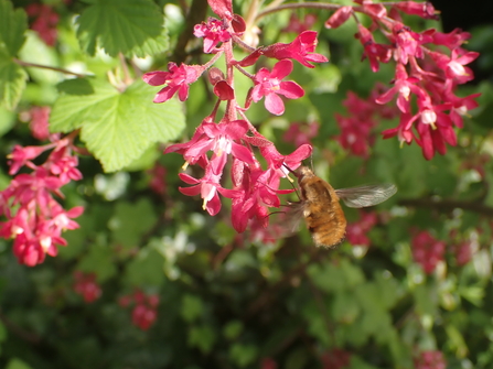 Dark-edged Bee-fly on Flowering Currant