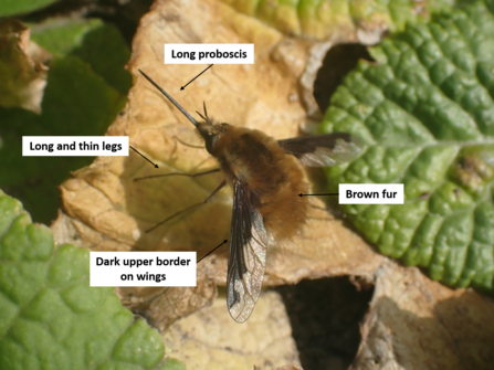 How to identify a dark-edge bee-fly