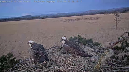 The Foulshaw ospreys pair on the nest on 2022 arrival day