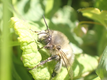 Hairy footed flower bee male photo Charlotte Rankin