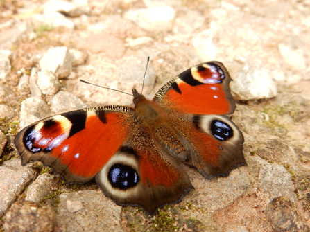 Peacock butterfly photo Amelia Bennett-Margrave