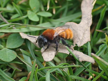 Tawny mining bee Female photo Charlotte Rankin