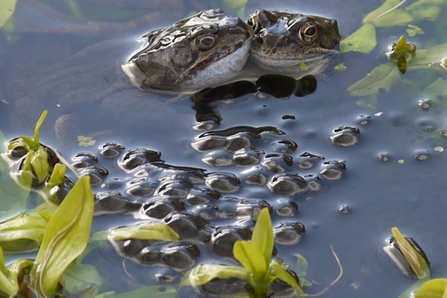 Frogs enjoying a pond
