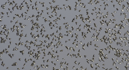 Flock of dunlin in flight. Credit Bertie Gregory 2020Vision