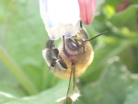 Hairy-footed flower bee (c) Charlotte Rankin