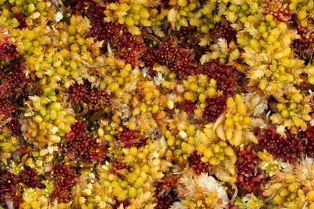 Image of Spagnum moss credit Mark Hamblin 2020VISION
