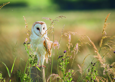 Barn owl by Stephen Leece