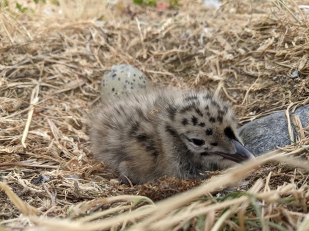 Image of gull chick at South Walney Nature Reserve credit Cumbria Wildlife Trust