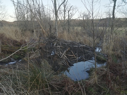 Image of new pool and dam created by beavers at Lowther Estate credit Lowther Estate