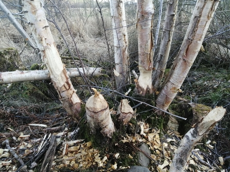Image of willow trees coppiced by beavers credit Lowther Estate
